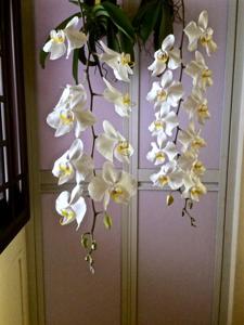 Phalaenopsis amabilis subsp. amabilis