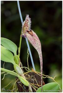 Bulbophyllum romyi