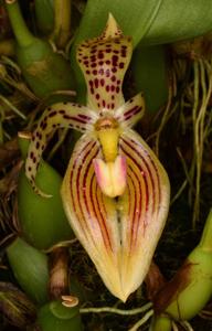 Bulbophyllum membranifolium subsp. membranifolium