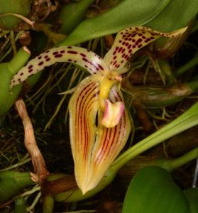 Bulbophyllum membranifolium subsp. membranifolium
