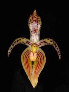 Bulbophyllum membranifolium subsp. membranifolium