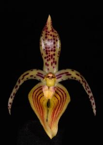 Bulbophyllum membranifolium subsp. membranifolium