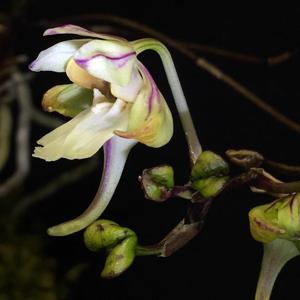 Holcoglossum quasipinifolium