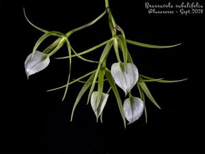 Brassavola subulifolia