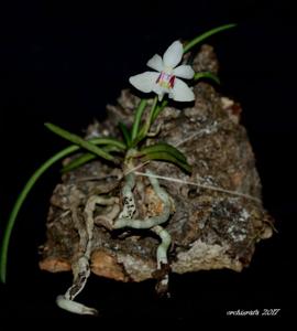 Holcoglossum flavescens