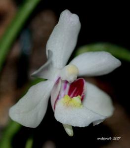 Holcoglossum flavescens