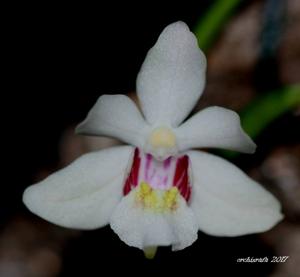 Holcoglossum flavescens