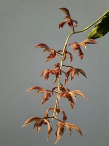 Catasetum spitzii