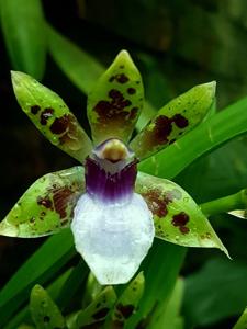 Zygopetalum maxillare