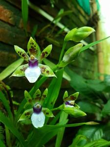 Zygopetalum maxillare