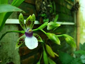 Zygopetalum maxillare