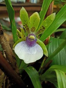 Zygopetalum maxillare