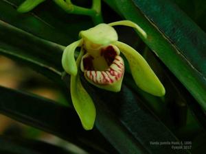 Vanda flavobrunnea