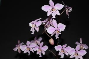 Phalaenopsis schilleriana