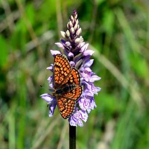 Dactylorhiza fuchsii