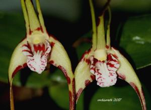 Dendrobium tetragonum subsp. giganteum