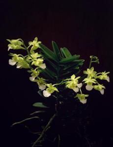 Vanda vietnamica