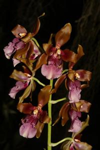 Oncidium wyattianum