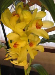 Phaius flavus