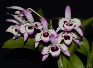 Dendrobium nobile