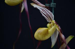 Paphiopedilum philippinense