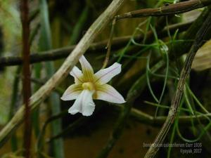 Dendrobium calcariferum