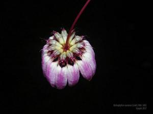 Bulbophyllum auratum