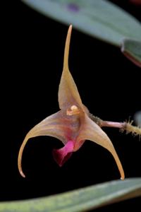 Porroglossum muscosum