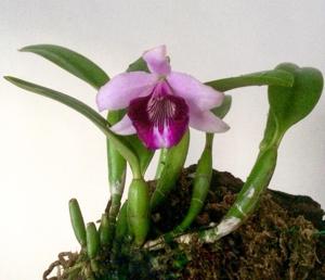 Cattleya bicalhoi