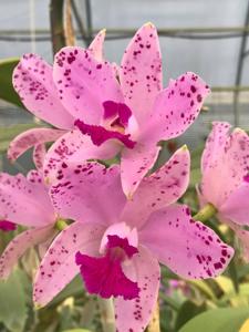 Cattleya amethystoglossa