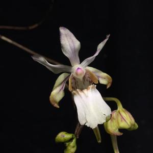 Holcoglossum quasipinifolium