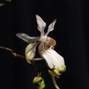 Holcoglossum quasipinifolium