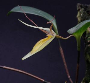 Pleurothallis nuda