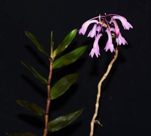 Dendrobium hasseltii