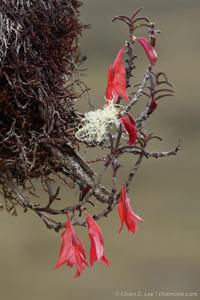 Dendrobium habbemense