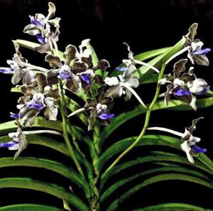 Vanda tessellata