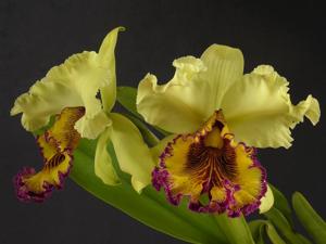 Cattleya dowiana var. aurea