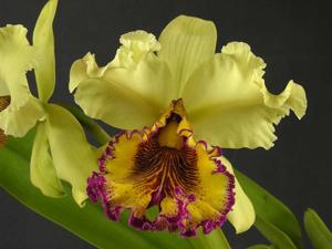 Cattleya dowiana var. aurea