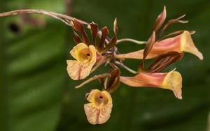 Galeandra stangeana