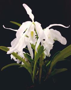 Cattleya maxima f. alba