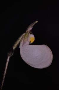 Paphiopedilum micranthum