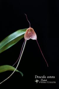 Dracula astuta