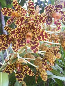 Grammatophyllum speciosum