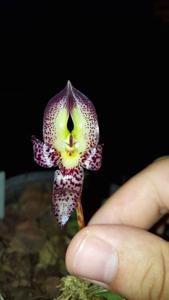 Bulbophyllum macranthum