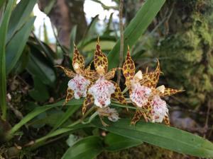 Oncidium crinitum