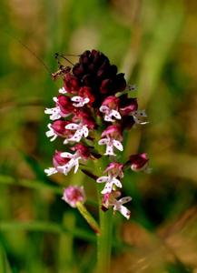 Neotinea ustulata