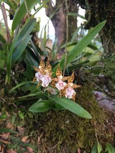 Oncidium crinitum