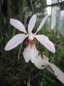 Holcoglossum wangii