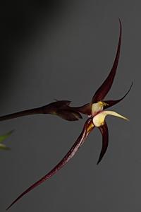 Bulbophyllum nasseri