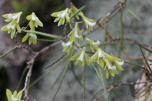 Dendrobium bowmanii